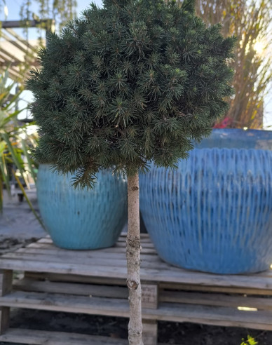 Smrk  ´Tompa´ na kmínku