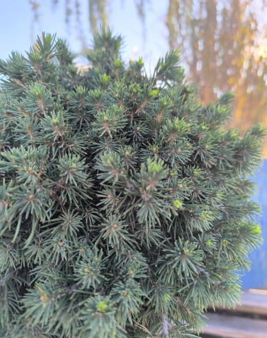 Smrk  ´Tompa´ na kmínku