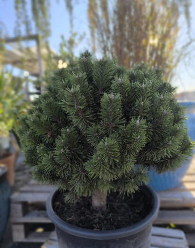 Pyrenejská borovice ´Caravanek´