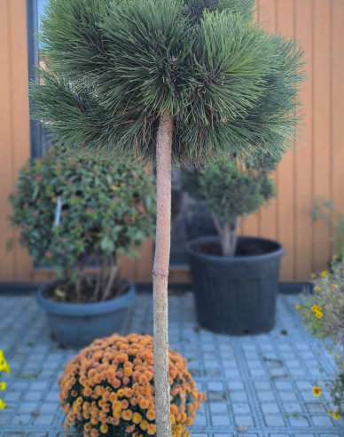 Borovice černá Sadok na kmínku