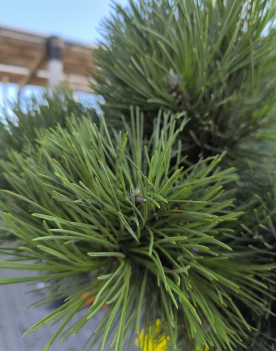 Borovice černá Sadok na kmínku