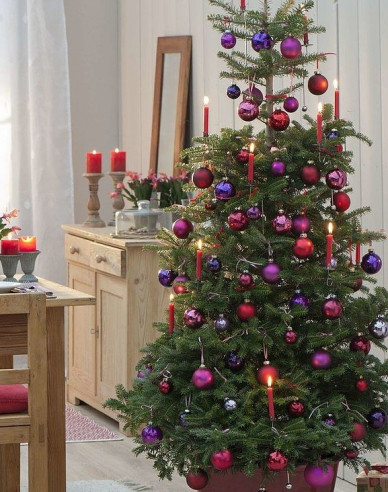 Korejská jedle 300cm, kont.