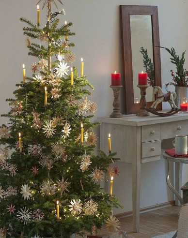 Korejská jedle 450cm, kont.