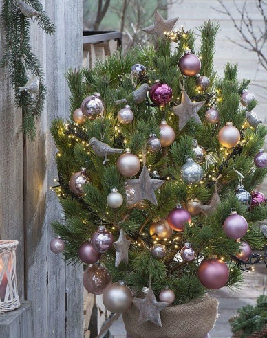 Borovice černá 100/125 cm, kont.