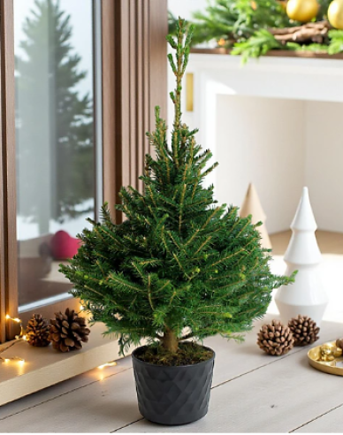 Smrk Omorika 40/60cm, kont.