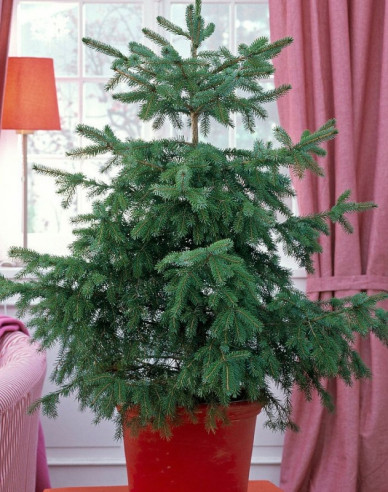 Smrk Omorika 80/100cm, kont.