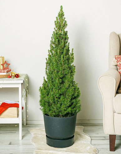 Bílý smrk ´Super Green´