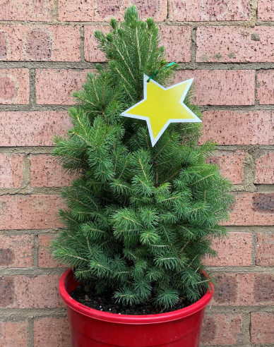 Bílý smrk ´Super Green´