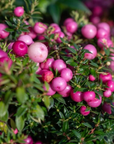 Libavka hrotitá - růžová