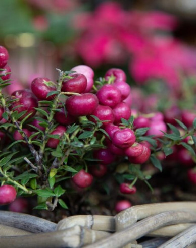 Libavka hrotitá - růžová