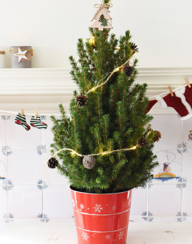 Bílý smrk ´Super Green´