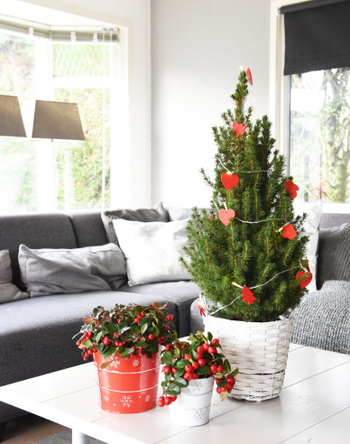 Smrk bílý ´Conica´