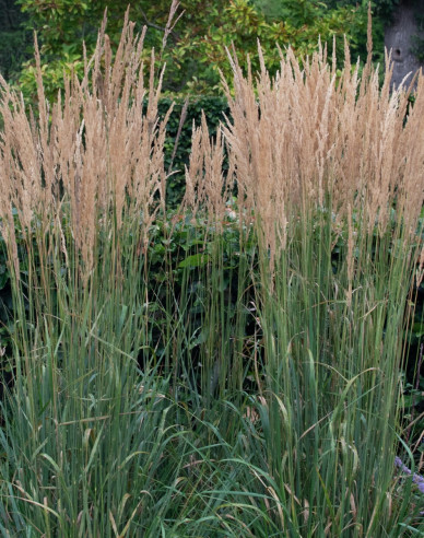 Třtina ostrokvětá ´Karl Foerster´