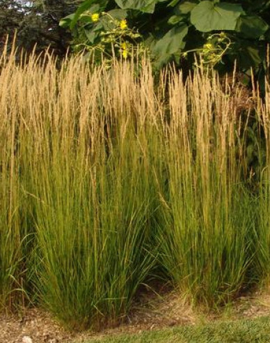 Třtina ostrokvětá ´Karl Foerster´