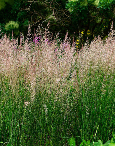 Třtina ostrokvětá ´Karl Foerster´