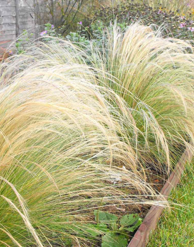 Kavyl péřovitý ’Ponytails’