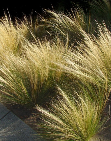 Kavyl péřovitý ’Ponytails’