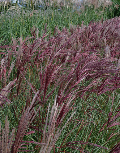 Ozdobnice čínská ´Red Chief´
