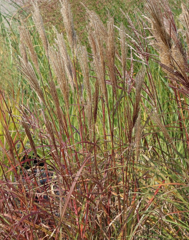 Ozdobnice čínská ´Red Chief´