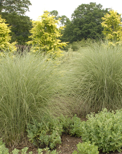 Ozdobnice čínska ´Morning Light´