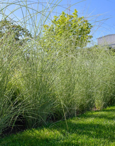 Ozdobnice čínska ´Morning Light´