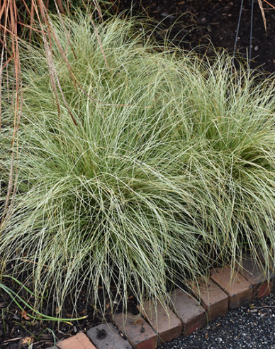 Ostřice chocholatá  Frosted Curls