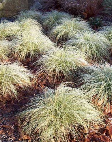 Ostřice chocholatá  Frosted Curls