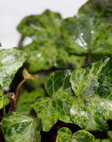 Břečťan popínavý ´Marmorata´