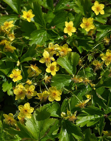 Mochnička trojpočetná