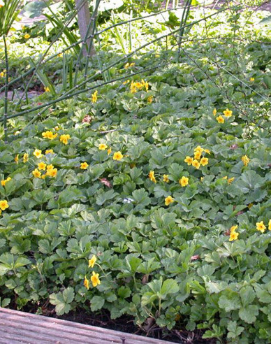 Mochnička trojpočetná