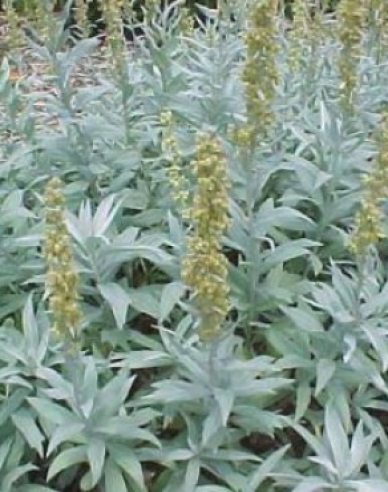 Palina Valerie Finnis