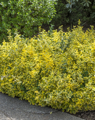 Bršlen fortuneov "EMERALD and GOLD "