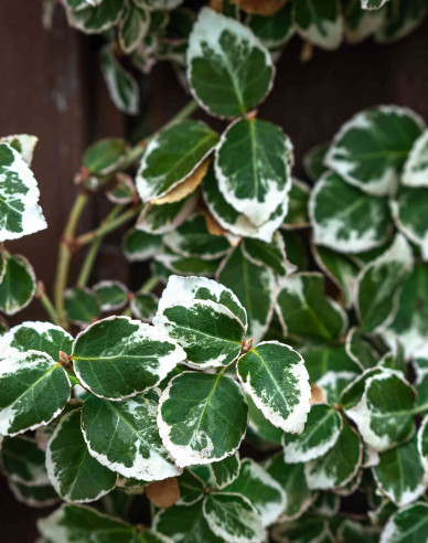 Brslen Fortuneův "EMERALD GAIETY"