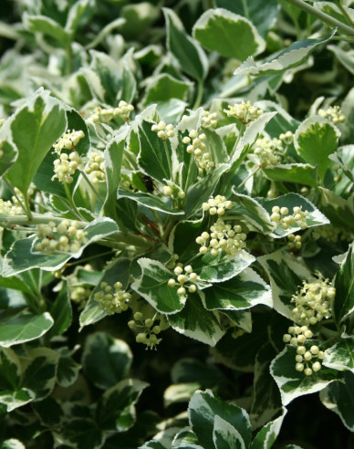 Brslen Fortuneův "EMERALD GAIETY"