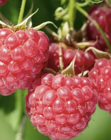 Červená malina ´Bohéme´ STÁLORODÍCI