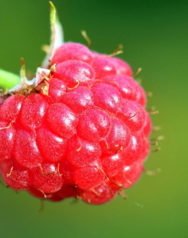 Červená malina ´Bohéme´ STÁLORODÍCI