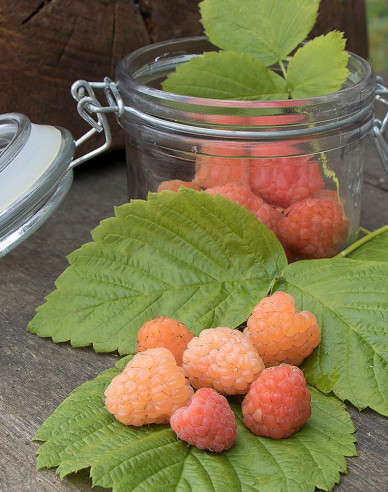 Malina žlutá Valentina stáleplodíci