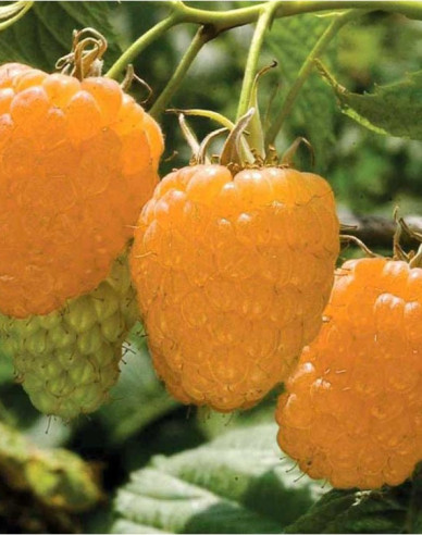 Malina žlutá Valentina stáleplodíci