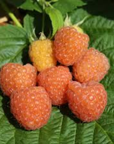 Malina žlutá Valentina stáleplodíci