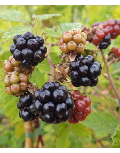 Ostružina "Black Satin"