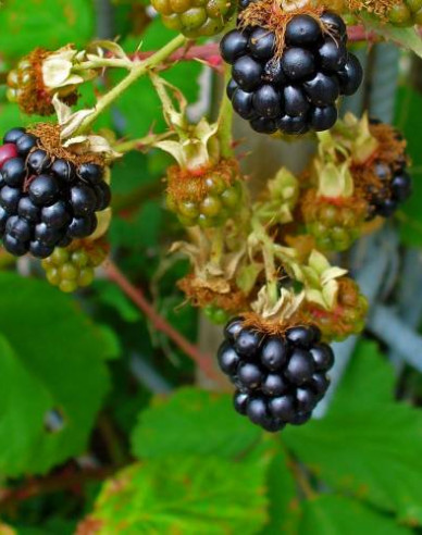 Ostružina "Black Satin"