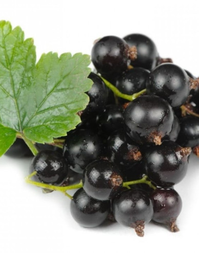 Rybíz černý Otelo STROMKOVÁ, kont. 2l