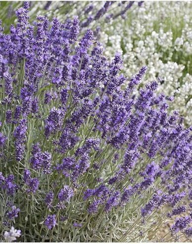 Levandule Hidcote Blue