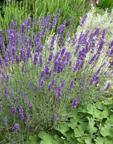 Levandule Hidcote Blue