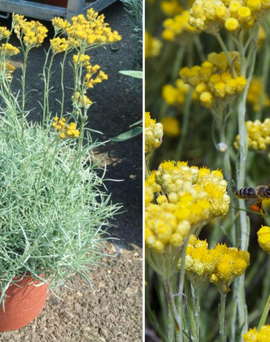 Smil italský ’Kari’