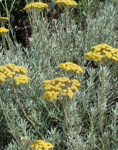 Smil italský ’Kari’