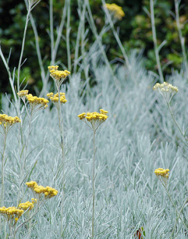 Smil italský ’Kari’