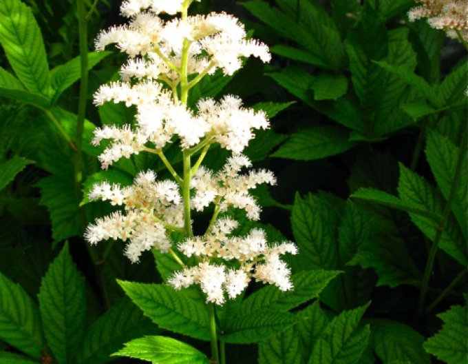 Rodgerzia ´White´