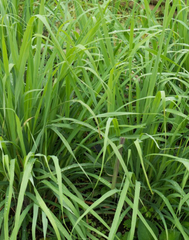 Citronová tráva ´Tasty lemon´