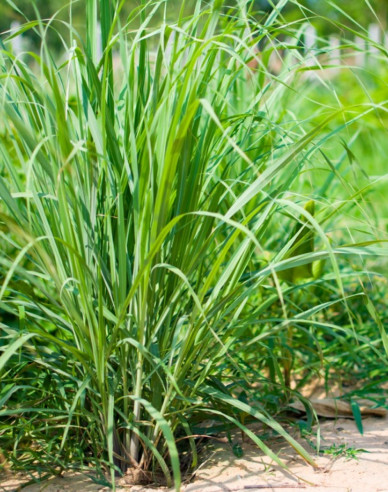 Citronová tráva ´Tasty lemon´